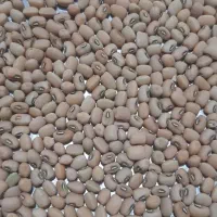 لوبیا آشی،لوبیا عربی،لوبیا محلی،لوبیا کشاورزی