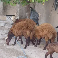 توغلی نر کیلوی  ۷۲۵