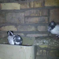 تعدادی کفتر زینتی معمولی|حراج|اردکان, |دیوار