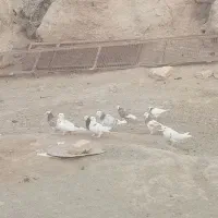 ۱۴  عدد کبوتر|پرنده|شنبه و طسوج, |دیوار