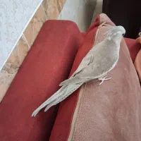 یک جفت عروس هلندی مولد