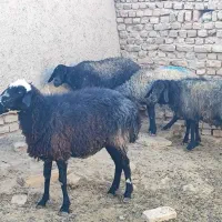 فروش ۴عدد|حیوانات مزرعه|جوادآباد, |دیوار