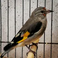 جوجه سهره پاییزه و گلبسر بخون معاوضه با قناری