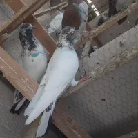 کفتر پرشی کبوتر