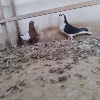 کفتر پرشی و یاهو|پرنده|قم, دورشهر|دیوار