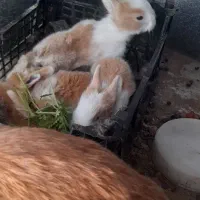 جوجه خرگوش تازه علف خور