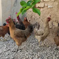 مرغ و خروس محلی خوش‌قیمت