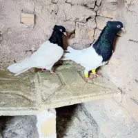 نروماده کله سیاه