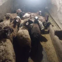 ۱۰ رتس بره نر داشتی صحرا رو