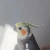 عروس هلندی|پرنده|مشهد, چاهشک|دیوار