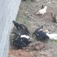 اردک مسکوئی (اسراعیلی)