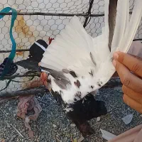 کبوترسینه سیاه|پرنده|ایرانشهر, |دیوار