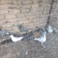سبز سفید