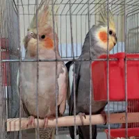 دو عدد عروس هلندی مولد