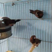 فنچ بنگالی /مرغ عشق /کبوتر الماسی