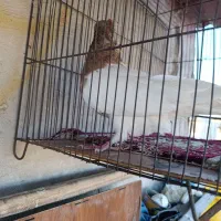 نرکله ای|حیوانات|بروجرد, |دیوار