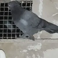 کفتر پرشی|پرنده|قم, زند آباد|دیوار