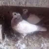 جوجه جیر|پرنده|قم, ولیعصر|دیوار