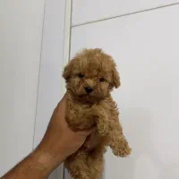پودل سایز توی اورجینال|سگ|تهران, سعادتآباد|دیوار