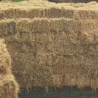 کمل ،کاه شالی|لوازم جانبی حیوانات|دابودشت, |دیوار