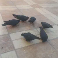 کفتر زاغ