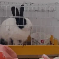 خرگوش خانگی باقفس|موش و خرگوش|سلمانشهر, |دیوار