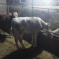 گوساله سمینتال ماده