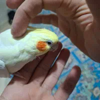 عروس هلندی مولد|پرنده|اسلام‌شهر, شهرک سعیدیه|دیوار