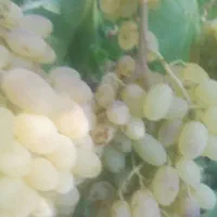 انگور عسکری بی دانه درجه یک