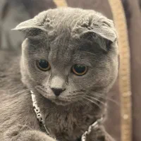 گردو ی خشکلمون اسکاتیش بلو ماده ۱ سالشه