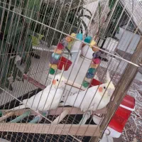 ۲ عددعروس هلندی جوجه