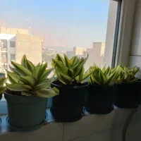 گلدون سانسوریا|گل و گیاه طبیعی|ری, تقی آباد|دیوار