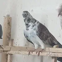 کفتر