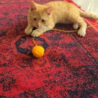 واگذاری بچه گربه