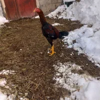 جوجه خروس لاری