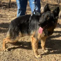 سگ ژرمن|سگ|زنجان, |دیوار