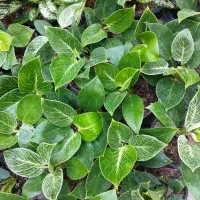 گل‌های خاص وباکیفیت