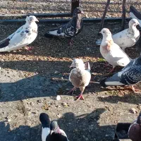 تعداد رنگی به فروش میرسد|پرنده|حسن آباد, |دیوار