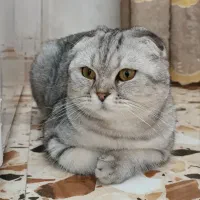 گربه نر جهت جفت گیری