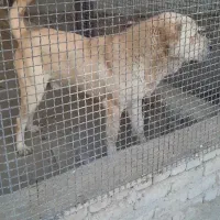 سگ پژدر عراقی|سگ|نوشین شهر, |دیوار