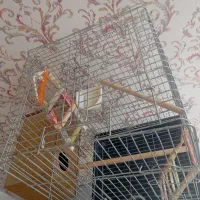 قفس عروس هلندی پایه دار باهمه ی امکانات