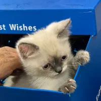 گربه سیامی و اسکاتیش|گربه|بندرعباس, |دیوار