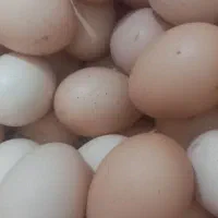 تخم مرغ