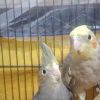 جوجه عروس هلندی|پرنده|فردیس, شهرک ۱۱۰|دیوار