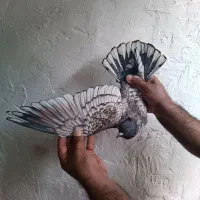 طاووسی موشی