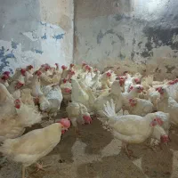 فروشمرغوخروسمحلیوکبوتر|حیوانات مزرعه|سمنان, |دیوار