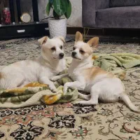 دوتوله شناسنامه دار