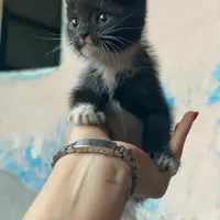 واگذاری رایگان بچه گربه