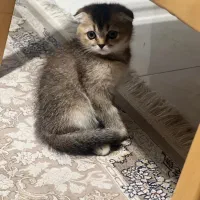 اسکاتیش فولد