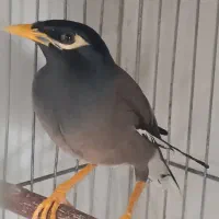 مرغ مینا جوان